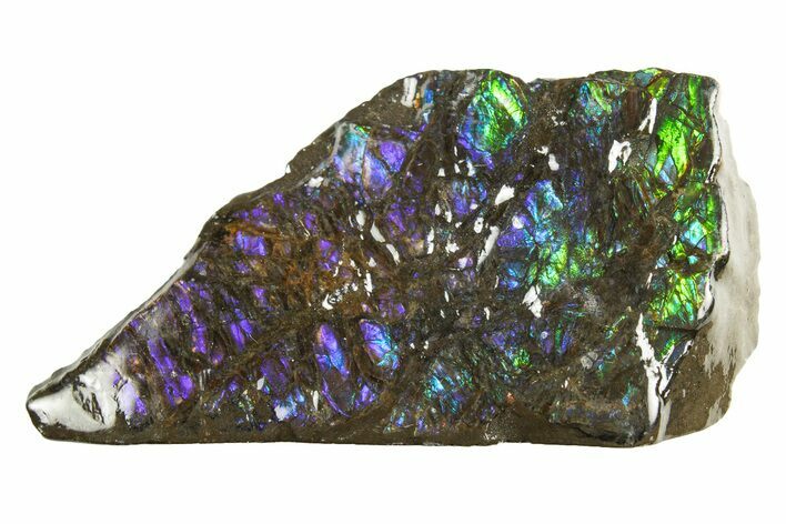 Iridescent Ammolite (Fossil Ammonite Shell) - Blues & Greens #301655